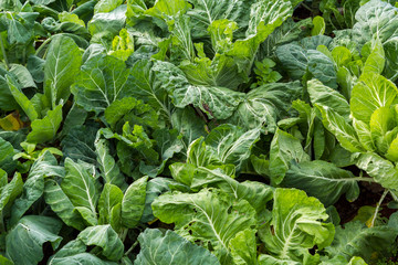 Green cabbage in vegetable farm