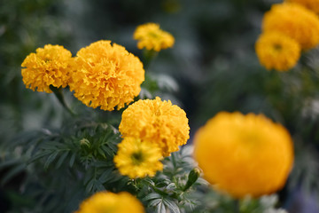 beautiful Marigold flower (Tagetes erecta, Mexican, Aztec or African marigold) in the garden.