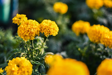beautiful Marigold flower (Tagetes erecta, Mexican, Aztec or African marigold) in the garden.