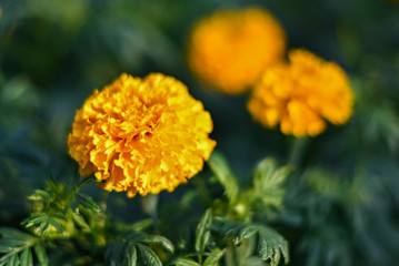 beautiful Marigold flower (Tagetes erecta, Mexican, Aztec or African marigold) in the garden.