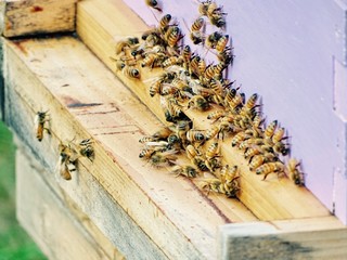 Bee Hives