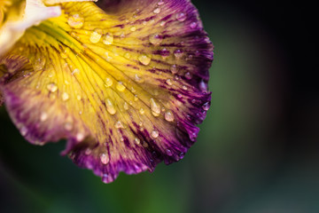 Obraz premium Purple and yellow petal of an iris flower with water drops