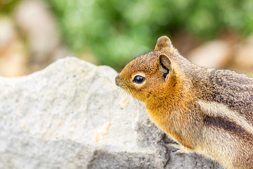 top torso of small red chipmunk on rock