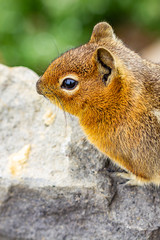 virticle top torso of small red chipmunk on rock