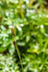 tall vertical grass with dew drops and a fly on top