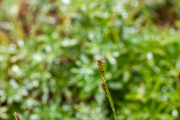 fly hovers at top of tall piece of grass gone to seed in meadow