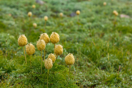 grouping of pasque flower seeheads in meadow with fog