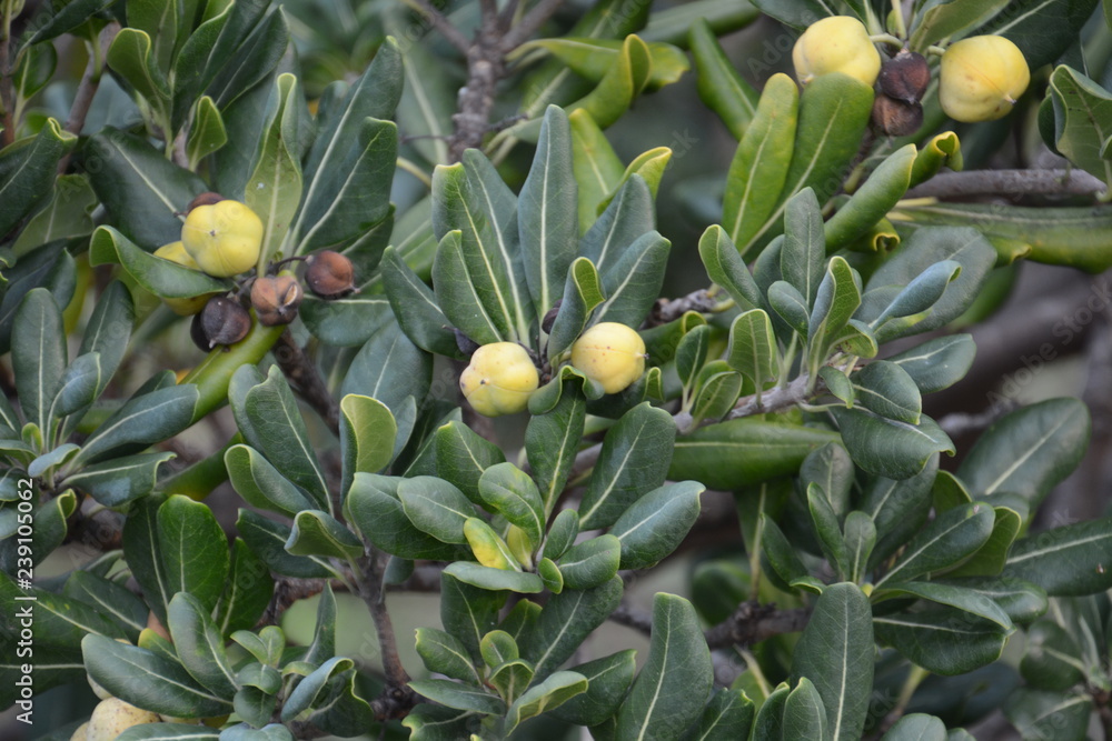 Wall mural Japanese pittosporum fruits