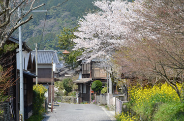 Japanese landscape in spring