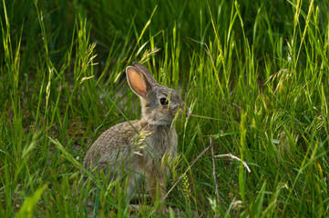 Rabbit in the Grass