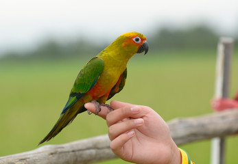 Lovely beautiful parrot, Sun conure.