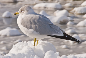 Gull  in Snow CU
