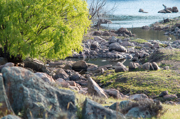 Isolated willow tree by a clear reflective creek