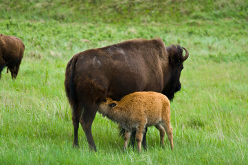 Mama and Calf