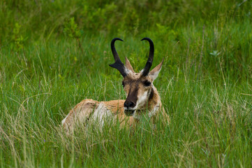 Pronghorn 2