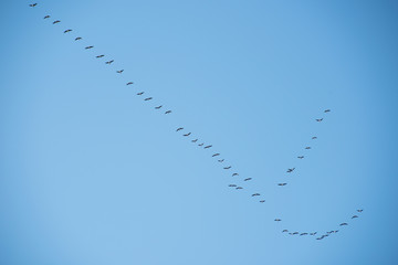 Birds flying away