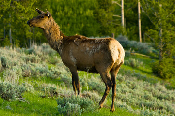 Elk 1