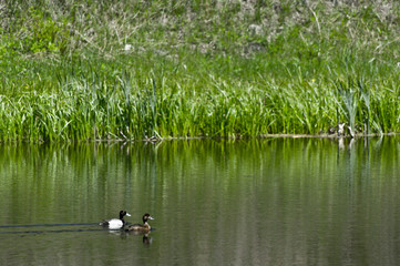 Lesser Scaup
