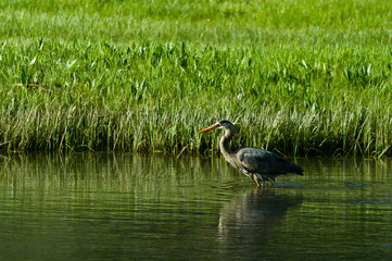 Great Blue Heron 2