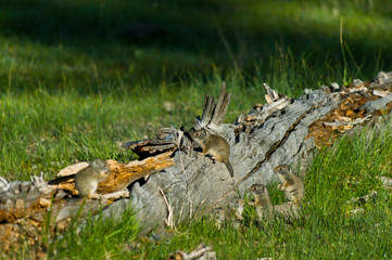 Uinta Ground Squirrels