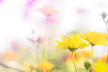 Yellow flowers are blooming for the background or wallpapers.