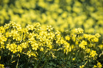 Fields of Bermuda buttercup flowers growing around San Francisco bay, California