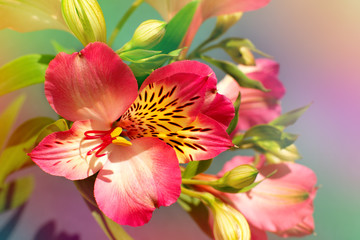 Obraz na płótnie Canvas Red flower in soft light. Macro. Alstroemeria flower in multicolored tones. Spring and summer design using alstroemeria flowers.
