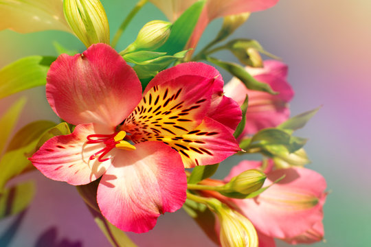 Fototapeta Red flower in soft light. Macro. Alstroemeria flower in multicolored tones. Spring and summer design using alstroemeria flowers.