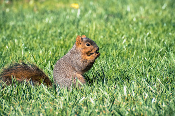 Naklejka na ściany i meble Fox squirrel (Sciurus niger) eating a nut on a green grass meadow, San Francisco bay area, California