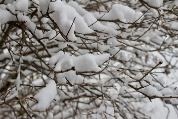 Close-up abstract background of fresh snow texture on deciduous branches in winter 