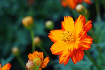 The beautiful orange color cosmos flower is blooming in the field.