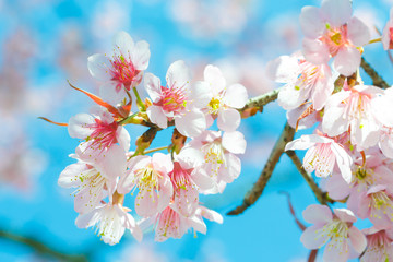 Obraz premium Beautiful Pink Cherry Blossom or Sakura flower blooming in blue sky on nature background , Soft focus