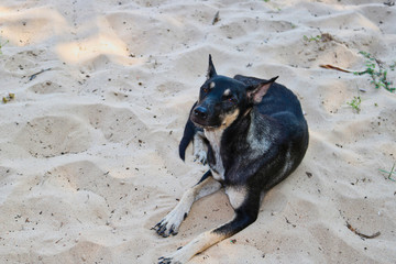 Wilder Hund am Strand von Thailand