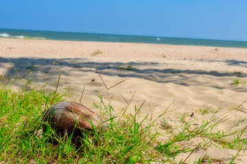 Kokosnuss am Strand im Gras liegend