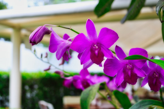 Bl&uuml;hnede rosa Orchidee