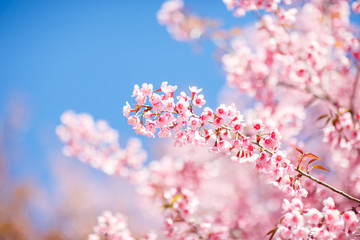 Beautiful Pink Cherry Blossom or Sakura flower blooming in blue sky on nature background , Soft focus