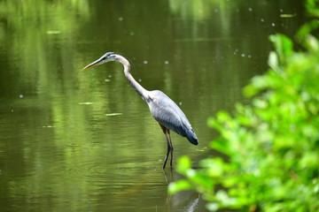 Great Blue Heron
