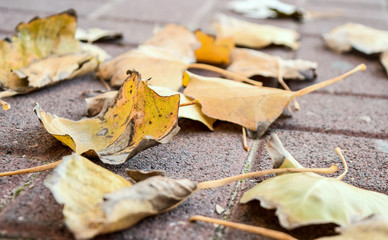 Autumn leaf fall. Yellow dry leaves on the pavement. Colors of autumn. Autumn weather.