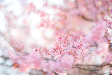 Obraz premium Beautiful Pink Cherry Blossom or Sakura flower blooming in nature background , Soft focus