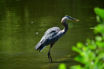 Great Blue Heron
