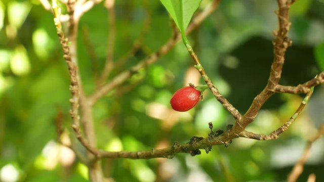 Erythroxylum coca, coca bush in a flowerpot in a tropical greenhouse, science research, plant ripe red fruit, leaf and leaves green, extraction alkaloids, South America