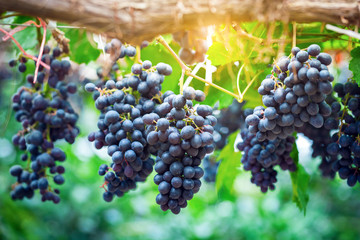 Close-up of bunches of ripe red grapes on vine
