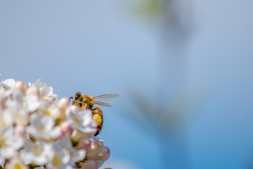 Bee pollinating a flower 