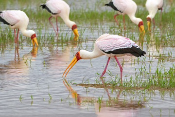 African wading stork, Yellow billed stork (Wood stork, Wood ibis) foraging for fish in water at...