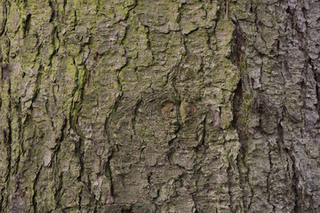spruce tree bark  background texture