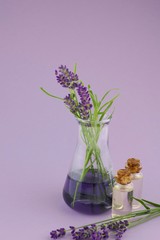 Essential lavender oil in  bottles and lavender flowers in a laboratory flask on a  purple pastel background.Organic Natural Pure Oil	