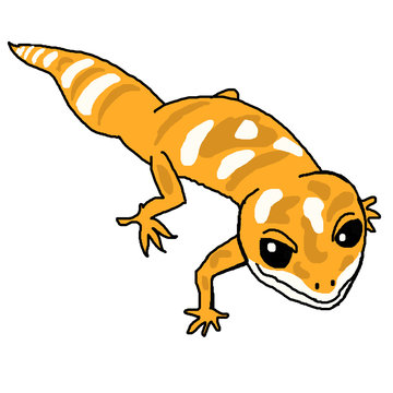 42 Best レオパードゲッコー Images Stock Photos Vectors Adobe Stock