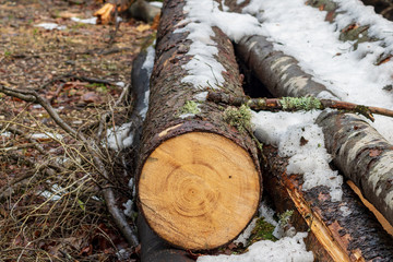 Obraz premium Holzstämme mit ein wenig Schnee als Hintergrund