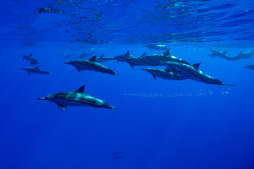 イルカ＠小笠原マッコウ海域