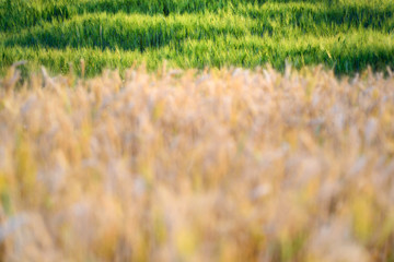 golden ripe barley field in evening sunlight